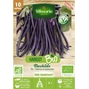Image de Haricot Blauhilde - BIO | Vilmorin Jardin