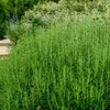 Image de Romarin Officinal | Vilmorin Jardin