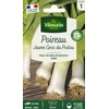 Image de Poireau Jaune Gros du Poitou | Vilmorin Jardin