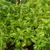 Image de Basilic Loki - Graines d'Exception | Vilmorin Jardin