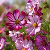 Image de Cosmos Picotée | Vilmorin Jardin