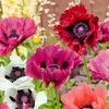 Image de Pavot Pizzicato Varié | Vilmorin Jardin