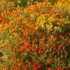 Image de  illet d'Inde Miniature Varié | Vilmorin Jardin