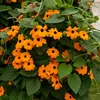 Image de Thunbergia Alata Suzanne aux Yeux Noirs | Vilmorin Jardin