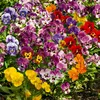 Image de Viola Cornuta Variée | Vilmorin Jardin