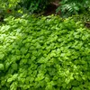 Image de Mélisse Officinale | Vilmorin Jardin