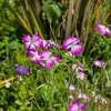 Image de Coquelourde Rose du Ciel | Vilmorin Jardin