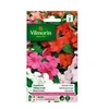 Image de impatiens hybride variée