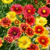 Image de Gaillarde Grandes Fleurs | Vilmorin Jardin