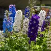 Image de Pied d'Alouette Vivace Varié | Vilmorin Jardin