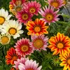 Image de Gazania Splendens Varié | Vilmorin Jardin