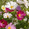Image de Cosmos Aldebaran | Vilmorin Jardin