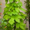 Image de Houblon Grimpant | Vilmorin Jardin