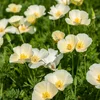 Image de Eschscholtzia Blanc | Vilmorin Jardin