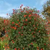Image de Ipomée Quamoclit - Graines d'Exception | Vilmorin Jardin
