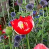 Image de Pavot Drapeau Danois - Graines d'Exception | Vilmorin Jardin