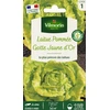 Image de Laitue Pommée Gotte Jaune d'Or | Vilmorin Jardin