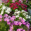 Image de Cosmos Sensation Nain Varié | Vilmorin Jardin