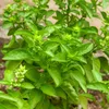 Image de Basilic Marseillais | Vilmorin Jardin