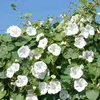Image de Ipomée Géante Blanche | Vilmorin Jardin