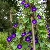 Image de Ipomée Volubilis Pourpre | Vilmorin Jardin