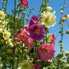 Image de Rose Trémière Pastorale | Vilmorin Jardin