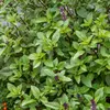 Image de Basilic Cannelle | Vilmorin Jardin
