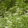 Image de Cumin des Prés | Vilmorin Jardin
