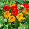 Image de Capucine Alaska Variée | Vilmorin Jardin