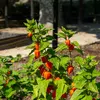 Image de Physalis Lanterne Chinoise | Vilmorin Jardin