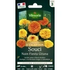 Image de Souci Nain Fiesta Gitana - Graines d'Exception | Vilmorin Jardin