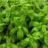 Image de Basilic Genovese - BIO | Vilmorin Jardin