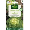 Image de Chicorée Frisée Wallonne race Lorca | Vilmorin Jardin