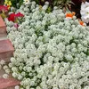 Image de Alysse Corbeille d'Argent | Vilmorin Jardin