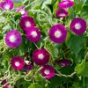 Image de Ipomée Géante Scarlett O'Hara | Vilmorin Jardin