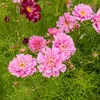 Image de Cosmos Double Click Rose Bonbon - Graines d'Exception | Vilmorin Jardin