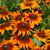 Image de Rudbeckia Cappuccino - Graines d'Exception | Vilmorin Jardin