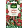 Image de Fraisier 4 saisons Suprême | Vilmorin Jardin