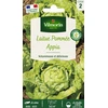 Image de Laitue Pommée Appia | Vilmorin Jardin