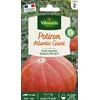 Image de Potiron Atlantic Giant | Vilmorin Jardin