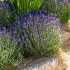 Image de Lavande Vraie | Vilmorin Jardin