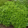 Image de Origan - Marjolaine Vivace | Vilmorin Jardin