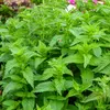 Image de Menthe Poivrée | Vilmorin Jardin