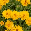 Image de Coréopsis Presto - Graines d'Exception | Vilmorin Jardin