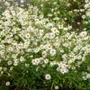 Image de Grande Marguerite Perle des Prés - Graines d'Exception | Vilmorin Jardin