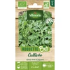 Image de Roquette Cultivée - BIO | Vilmorin Jardin