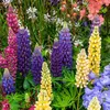 Image de Lupin Gallery - Graines d'Exception | Vilmorin Jardin