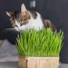 Image de Herbe à Chat (Orge) - Grand Modèle | Vilmorin Jardin