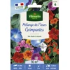 Image de Fleurs Grimpantes - 10 m² - Mélange de fleurs | Vilmorin Jardin