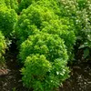 Image de Basilic Pistou - Graines d'Exception | Vilmorin Jardin